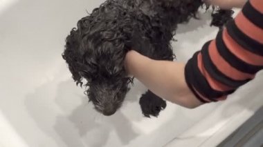 Siyah beyaz köpek beyaz banyoda kadını yıkar. Köpeğin kıvırcık saçlarına şampuan uyguluyor. Yukarıdan manzara. 4k.