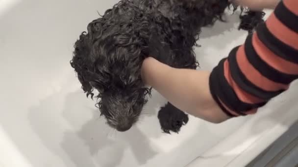 Μαύρο και άσπρο σκυλί πλένει τη γυναίκα σε ένα λευκό μπάνιο. Εφαρμόζει σαμπουάν στα σγουρά μαλλιά του σκύλου. Η θέα από πάνω. 4K. — Αρχείο Βίντεο