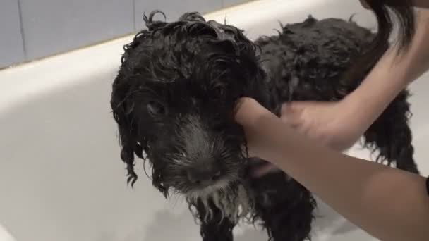 Hezkýho černobílého psa spláchne žena v lehké lázni. Vyskočí psy dlouhé kudrnaté vlasy. Pes trpělivě stojí ve vaně. Pohled shora. 4k. — Stock video