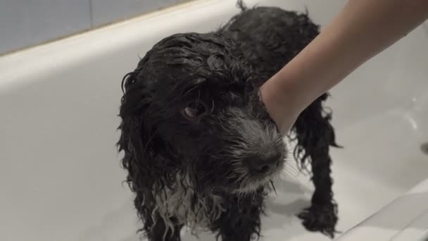 Siyah ve beyaz dişi köpek parlak banyoda yıkıyor, onu duştan çıkarıyor, şampuanı yıkıyor. Köpek sabırla küvette duruyor. Yukarıdan manzara. 4k