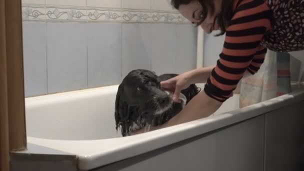 Femme se baignant dans un bain léger, chien noir et blanc. Elle le verse hors de la douche avec de l'eau propre et lave le shampooing. Le chien se tient patiemment dans la baignoire. Vue latérale. 4K . — Video