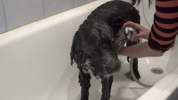 Чорно-білий собака миє жінку в світлій домашній ванні. Вона миє шампунь від собак довгим кучерявим волоссям з душем. Собака терпляче стоїть у ванні. Вид збоку. 4-кілометровий — стокове відео