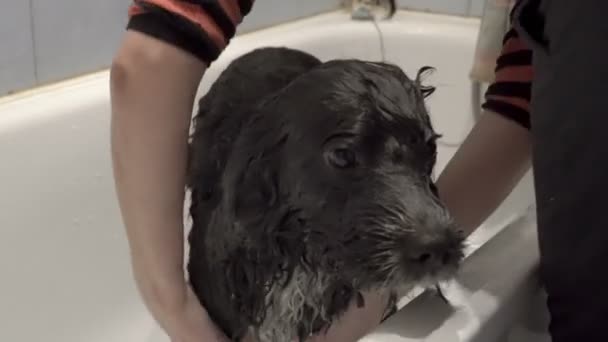 Woman wipes towel black-and white dog after washing in a white bath. Animal care. The concept of good. Shut. 4K — 비디오