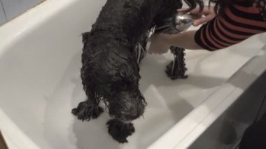 Kadın, siyah-beyaz bir köpeğe banyo yaptırır, duştan temiz suyla suyla suyla çıkarır ve şampuanı yıkar. Köpek sabırla küvette duruyor. Yukarıdan manzara. 4k.