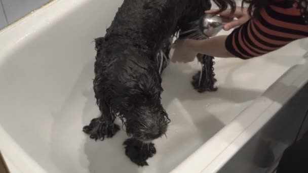 La mujer se baña en un baño de luz perro blanco y negro, regándolo de la ducha con agua limpia y lavando el champú. El perro pacientemente está en la bañera. La vista desde arriba. 4K . — Vídeos de Stock