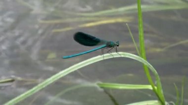 Son derece yakın-up nehir kıyısında çim sallanan bir sapı oturur mavi yusufçuk. 4k.