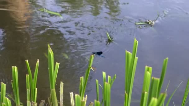 Zbliżenie niebieskiej ważki, która powoli rozprzestrzenia skrzydła, siedząc na bujnej łodygi trawy w pobliżu brzegu rzeki. — Wideo stockowe