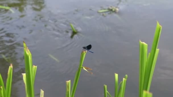 Gros plan de la libellule bleue, qui est assise sur une tige oscillante d'herbe près de la rivière et se propage, plie ses ailes . — Video