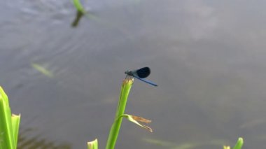 Mavi yusufçuk, nehir kenarında çim sallanan bir sap üzerinde oturur ve kanatlarını yayılır bir yakın çekim.