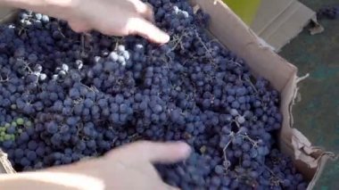 Yakın çekim, Erkek eller bu sıralamak ve güneşli bir günde hasat sonra bir karton kutuda üzüm karıştırın. Üstteki görünüm. 4k.