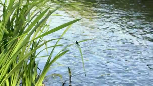 Vista del agua desde la orilla del río. Primer plano de una libélula azul que se sienta en una hoja de hierba, despega y se sienta de nuevo en un clima soleado junto al río . — Vídeo de stock