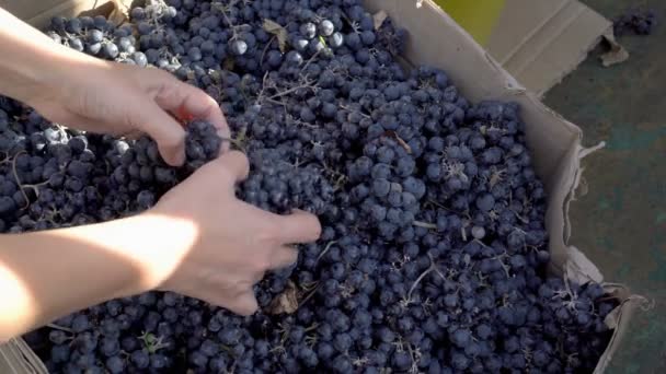 Gros plan, une femme trie et mélange des grappes de raisins noirs dans une boîte en carton après la récolte par une journée ensoleillée. Tais toi. La vue du haut. 4K . — Video