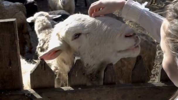 Menina bonito suavemente acariciando a cabeça de uma ovelha branca no zoológico em um dia ensolarado de verão. Fecha. 4K . — Vídeo de Stock