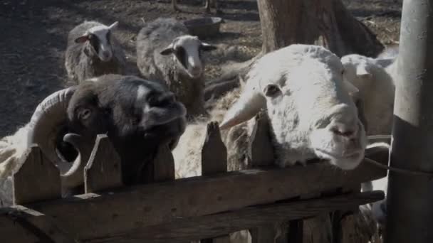 在一个阳光明媚的夏日,在动物园里,一个女孩用饼干喂一只白羊。特写4k. — 图库视频影像