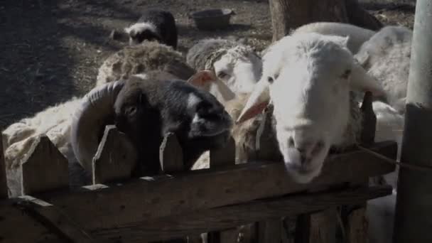 Chica en el zoológico alimentando galletas ovejas blancas y ovejas negras en un día soleado de verano. De cerca. 4K . — Vídeos de Stock