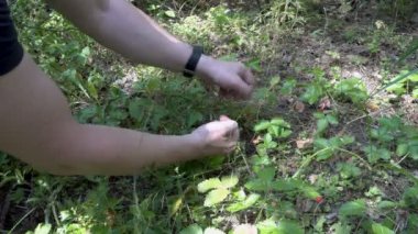 Ormanda yeşil çalılar üzerinde gölgede asılı Olgun çilek, temizleme ormanda yakın çekim koleksiyonu. Zemin seviyesinden görünüm. 4k.