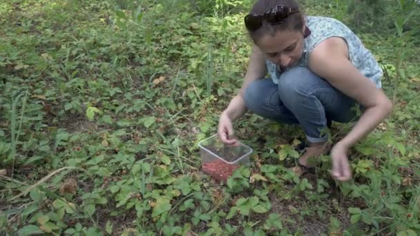 Kobieta w lesie zbiera dojrzałe czerwone truskawki, które rośnie na zielonych krzewów w lesie. Widok ogólny. 4K. — Wideo stockowe