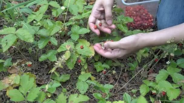 En el bosque glade girl recoge fresas maduras, que cuelga en las sombras de los arbustos verdes en el bosque. Vista desde el nivel del suelo. 4K . — Vídeos de Stock