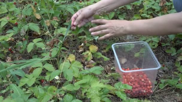 På skogsgläntan samlas flickan i en låda mogna jordgubbar, som hänger på gröna buskar i skogen på Miss glade i soliga dagar. Utsikten från toppen. 4K. — Stockvideo