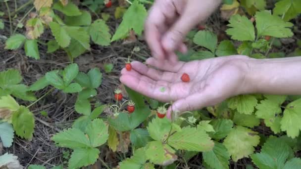 Ein junges Mädchen sammelt an einem sonnigen Tag eine reife Erdbeere in ihrer Handfläche. Erdbeeren ernten im Wald. die Aussicht von oben. 4k. — Stockvideo