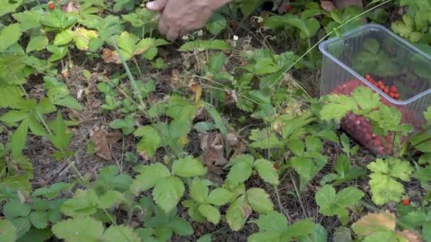 Het meisje verzamelt in een container rijpe aardbeien op een zonnige dag. Oogsten van aardbeien in het bos. Panorama. Camera beweging van links naar rechts. Het uitzicht vanaf de top. 4k. — Stockvideo