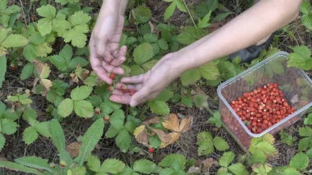 Колекція полуниць крупним планом. Жінка збирає стиглу червону полуницю, яка росте на зелених кущах у лісі. Вид зверху. 4-кілометровий . — стокове відео