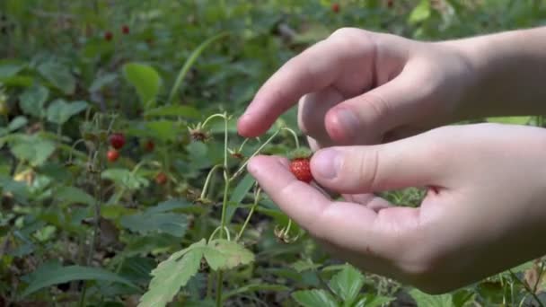 Dziewczynka bada i studiuje dojrzałą truskawkę, która rośnie w lesie Polanie w słoneczny dzień. Zbieranie truskawek w lesie. Widok z góry. 4K. — Wideo stockowe