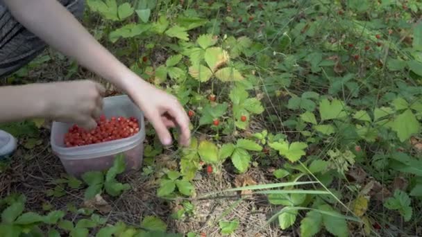 Ένα μικρό κορίτσι σε μια δασική εκκαθάριση συλλέγει ώριμες φράουλες σε ένα δοχείο σε μια ηλιόλουστη μέρα. Συγκομιδή φράουλες στο δάσος. Η θέα από πάνω. 4K. — Αρχείο Βίντεο