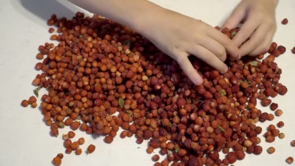 La ragazza passa attraverso un raccolto di fragole su un tavolo da cucina bianco. Tira fuori spazzatura, foglie e ramoscelli. Primo piano. 4K . — Video Stock