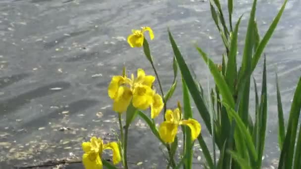 Grandes flores amarelas na água na margem do rio balançando ao vento em um dia ensolarado. Close-up. 4K . — Vídeo de Stock