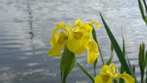 Large beautiful yellow flowers in the water on the river bank. Iris. Close-up. 4K. — Stock Video
