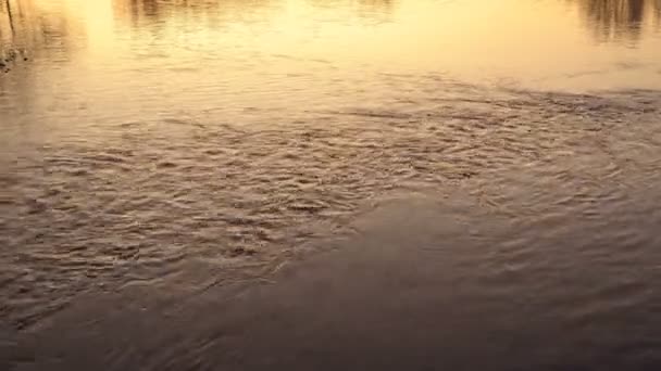 Close-up van de soepele beweging van het water op het oppervlak van de stad vijver bij de zonsondergang van een zomerdag. 4k. — Stockvideo