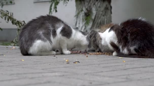 Quatre chats sans abri et effrayés mangent de la nourriture dans la rue, dans la cour. Ils se relaient en regardant autour d'eux avec appréhension et en regardant la caméra. Gros plan. Vue depuis le niveau du sol. 4K — Video