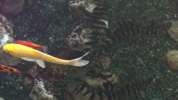 Färgglada prydnadsfiskar, japanska Koi, sakta simma nära vattenytan i en dekorativ grund pool. Närbild. Utsikten från toppen. 4K. — Stockvideo