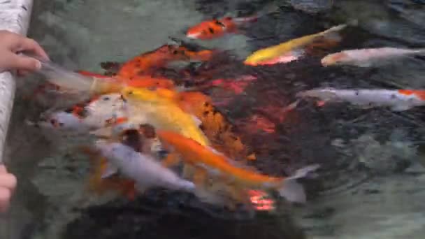 Krmení okrasných ryb, hejn japonských Koi, v ozdobným mělkém jezírku s osvětlením. Barvité rybí zápasy pro potraviny z láhve na hladině vody. Close-up. Pohled shora. 4k — Stock video