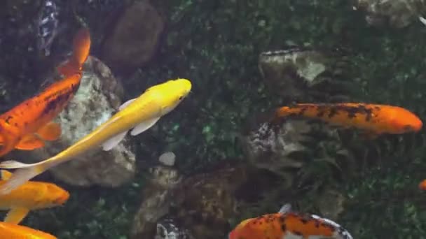 En flock vackra prydnadsfiskar, japanska Koi, i en grund pool. Gul, orange och vit karp simma nära botten och nära vattenytan. Extremt närbild. Utsikten från toppen. 4K. — Stockvideo