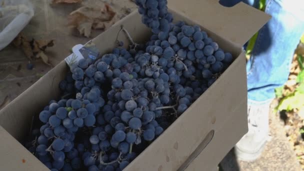 Coleta e embalagem de uvas pretas. A menina corta ramos extras com tesoura de jardim de um monte de uvas pretas em uma caixa de papelão. Colheita. Close-up. A vista de cima. 4K . — Vídeo de Stock