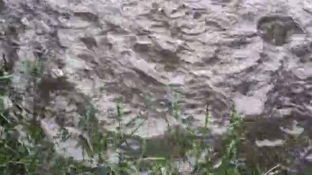 De grandes gouttes de pluie coulent dans l'eau. Pluie sur la rivière. Sur le rivage poussent des plantes vertes. Ferme là. 4K .