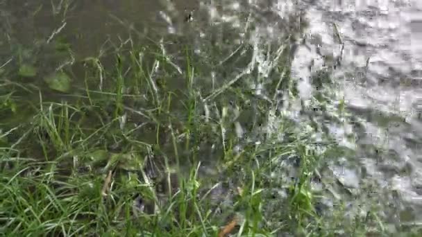Trawa na trawniku jest zalana wodą podczas deszczu. Deszcz w mieście na ponure jesienny dzień. Z bliska. Widok z góry. 4K. — Wideo stockowe