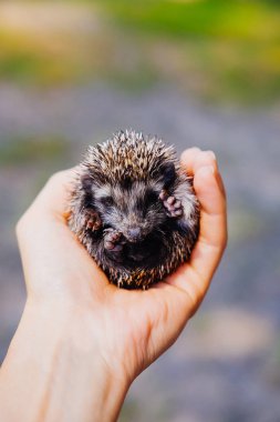 Erkekler el, tatil ve doğa kavramı içinde küçük kirpi. 