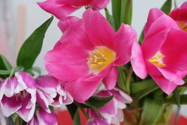 Bir sürü kırmızı bir arka plan üzerine gül lale. Mor laleler bir vazo içinde. Tatil kavramı. Bir kız için lale buketi.