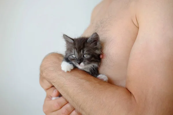 Joli Petit Chaton Gris Dans Les Mains Mans Sur Fond — Photo