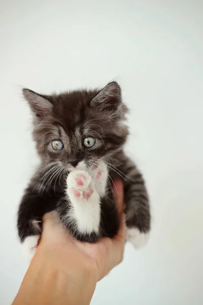 非常に小さな灰色の子猫の白い背景の上の手をマンします ライフ スタイルのコンセプト 子猫の最高の写真 — ストック写真