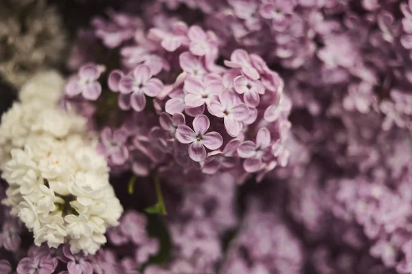 Abstrato Macio Pastel Concurso Floral Fundo Natural Flores Lilás Pode — Fotografia de Stock