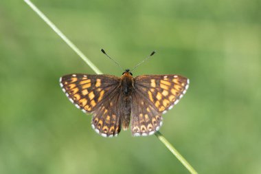 Burgonya Dükü fritillary kelebek (Hamearis lucina) yukarıda. Sağrı çimenlerin üzerinde tünemiş ve güneşin tadını çıkarma Riodinidae, ailede erkek böcek