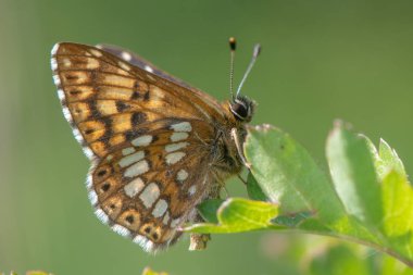 Burgonya Dükü fritillary kelebek (Hamearis lucina) alt. Erkek böcek Riodinidae, ailesindeki alt yaprak üzerinde tünemiş