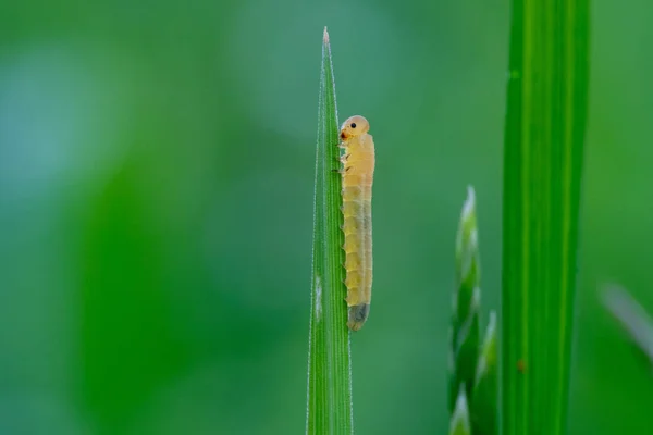Larva Serrana Sobre Hierba Pie Gallo Dactylis Glomerata Insecto Orden — Foto de Stock