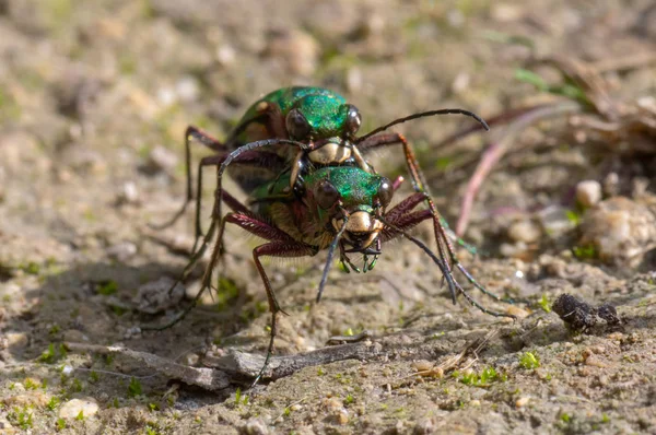 Yeşil Kaplan Böcekleri Cicindela Campestris Çiftleşme Baş Üstünde Böcekler Ailesinde — Stok fotoğraf