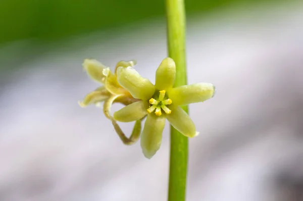 Black bryony (Tamus communis) flower. A monocot in the yam family (Dioscoreaceae), close up of female flower