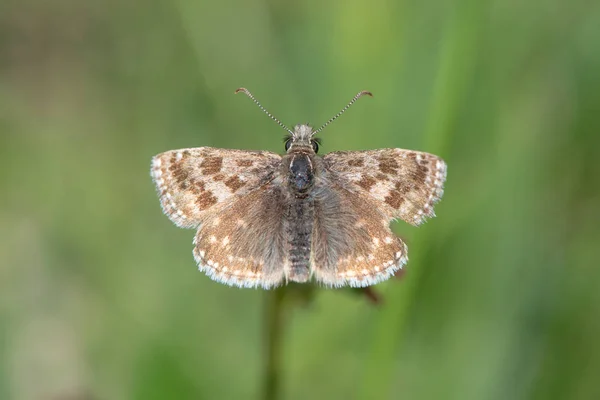 Pis Kaptan Kelebek Erynnis Tages Hasarlı Kanadı Aileden Hesperiidae Yukarıdaki — Stok fotoğraf